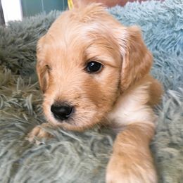 Goldendoodle Puppies from CharLia's Holistic English Cream Golden Retrievers & Doodles