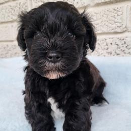 Boy 2 - Salt and pepper male Miniature Schnauzer puppy in Crestview, Florida from Mert's Creek Miniature Schnauzers