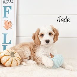 Jade - Australian Labradoodle puppy in Rising Fawn, Georgia from Novalie Australian Labradoodles
