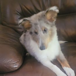 Merrit - Blue merle white and tan male Shetland Sheepdog puppy in Taylorville, Illinois from Kountry Home Shelties