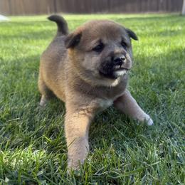 Bourbon - Red male Shiba Inu puppy in Meridian, Idaho from Anko Shibas