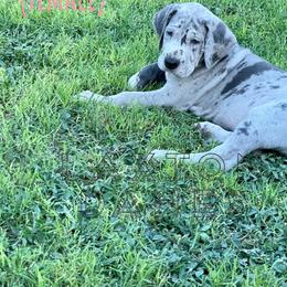 Great Dane Puppies from Laxton Danes