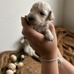 Goldendoodle Puppies from Denim & Doodles