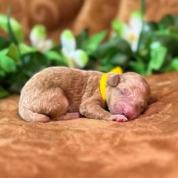 Gnarly (yellow) - Red  male Goldendoodle puppy in Haltom City, Texas from Ohana Doodles
