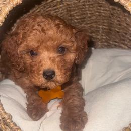 Leo - Apricot male Poodle puppy in Okc, Oklahoma from Designer Poos By Diva