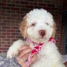 Pumba - Cream male Aussiedoodle puppy in Rainbow City, Alabama from Creek Bend Farm