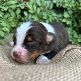 Cindy Lou - Red tri-color female Australian Shepherd puppy in Butler, Georgia from Aussies at Howling Hill Farm