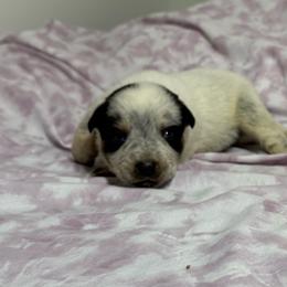 Boy 4 - Blue speckled male Australian Cattle Dog puppy in Concrete, Washington from Back Country Australian Cattle dogs