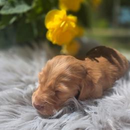 Tramp - Cream male Dachshund puppy in Grant, Michigan from Low Down Dashchuand