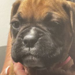 Dark pink collar - Fawn female Boxer puppy in Williamson, New York from Harborview Boxers