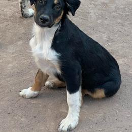 Pearl - Black tri-color female Australian Shepherd puppy in San Tan Valley, Arizona from Mott Ranch - Blazin' Sun Aussies