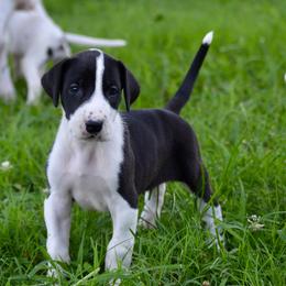Mantle female - Mantle female Great Dane puppy in Golconda, Illinois from Breken Great Danes