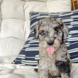 Cockapoo Puppies from Oak and Magnolia