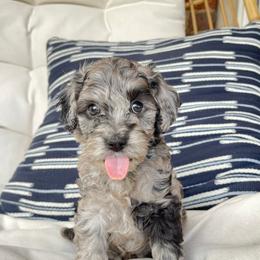 Cockapoo Puppies from Oak and Magnolia