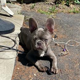 Nala - French Bulldog