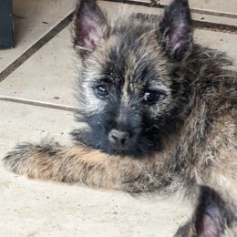 Cairn Terriers from Mama Citas Family