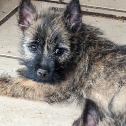 Cairn Terriers from Mama Citas Family