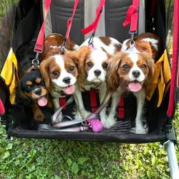Cavalier King Charles Spaniels from Pruiett Cavaliers