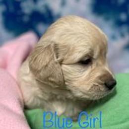 Golden Retriever Puppies from Dune Grass Goldens