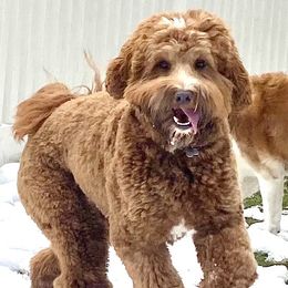 Rex - Australian Labradoodle