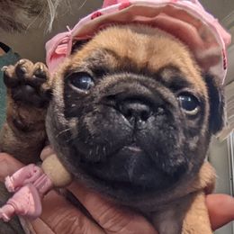 Girl 1 - French Bulldog puppy in La Center, Washington from Frenchies & Labs