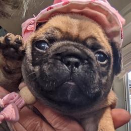 Girl 1 - French Bulldog puppy in La Center, Washington from Frenchies & Labs