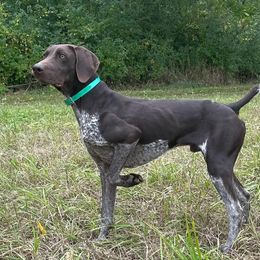 Bo - German Shorthaired Pointer