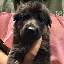 Boy 1 - Black and red male German Shepherd puppy in Londonderry, New Hampshire from Rusak Shepherds / Wiley Hill Shepherds