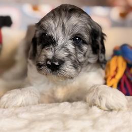 Rosie - Blue merle female Aussiedoodle puppy in Dickerson, Maryland from Pawsome Aussie Doodles and Oodles