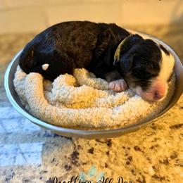 Yellow boy - Tri-color male Bernedoodle puppy in Valdese, North Carolina from Doodling All Day Goldendoodles