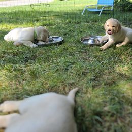 Labrador Retriever Puppies from Gabriel Ben-Yosef