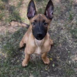 Belgian Malinois Puppies from Lion and The Lamb Kennel