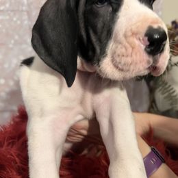 Boy 1 - Mantle Great Dane puppy in Michigan from Garrow Danes House of Blues