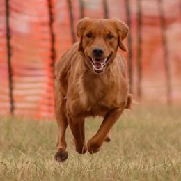 Vendetta - Golden Retriever