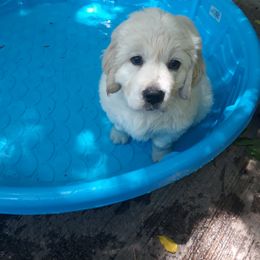 Golden Retriever Puppies from Dharma's Way Golden Retrievers
