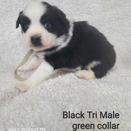 American Eskimo Dog, Companion Cross, and Miniature Australian Shepherd Puppies from Rodeo Ranch Aussies and Aussie Mo's