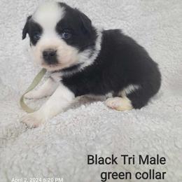 American Eskimo Dog, Companion Cross, and Miniature Australian Shepherd Puppies from Rodeo Ranch Aussies and Aussie Mo's