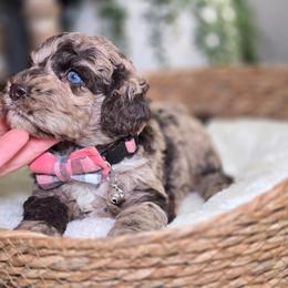 Gatlin - Merle male Cockapoo puppy in Hartville, Missouri from Petty Paws