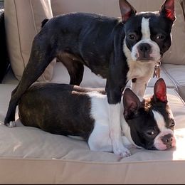 Boston Terrier Puppies from Boston Kup Breeders