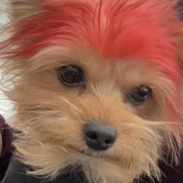 Mula - Yorkshire Terrier