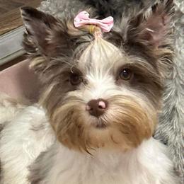 Barbie - Yorkipoo