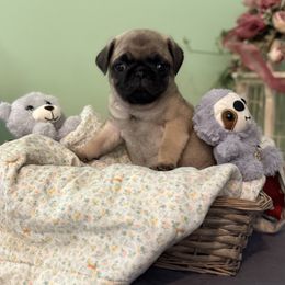 Wyatt BLUE COLLAR - Fawn male Pug puppy in Hesperia, Michigan from Manistee Farms