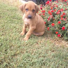 Max - Rd whtn blk nose male Rhodesian Ridgeback puppy in Carney, Oklahoma from River Run Parson Russell terriers & River Run Ridgebacks