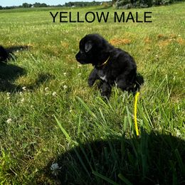 German Shepherd Puppies from Von Reams Kennels