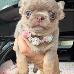 Masha - Chocolate blue female Chihuahua puppy in Newport Beach, California from Exotic City Pomeranians and chihuahuas