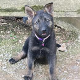 Pooh - Sable male German Shepherd puppy in Livingston, Kentucky from Illyria Dox & GSD
