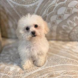 Olivia - Cream female Cockapoo puppy in West Point, Mississippi from Golden Paws