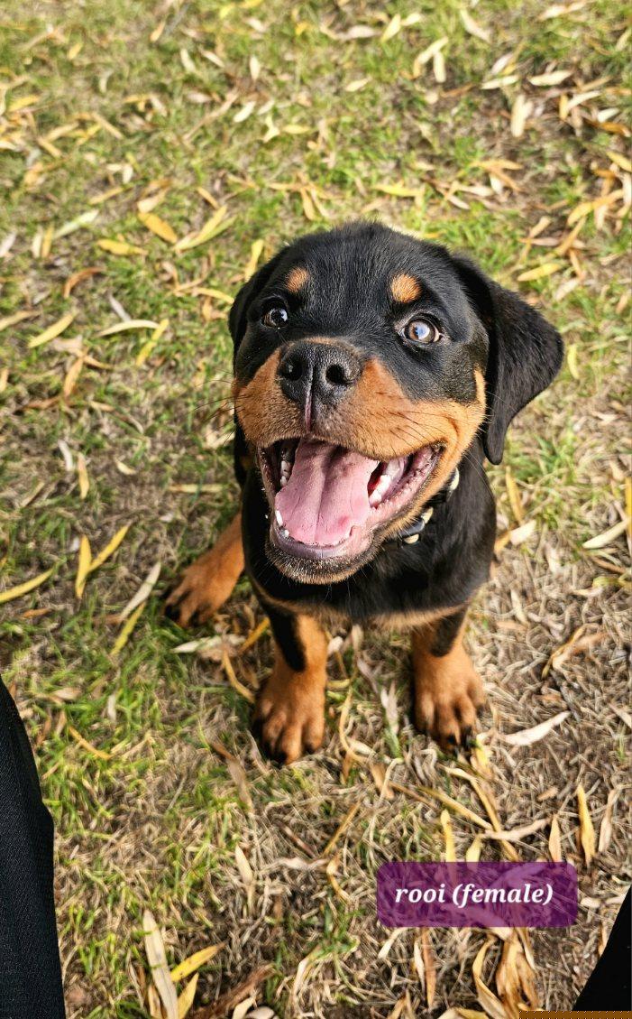 Rooi - Rottweiler puppy in Burbank, Washington from Mack Daddy Rottweilers