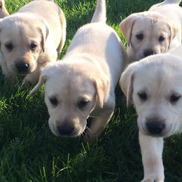 Labrador Retrievers from Sweet as Honey Farms