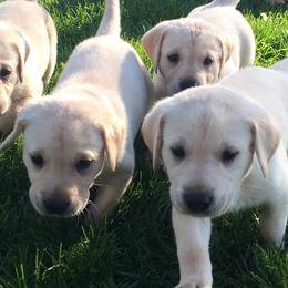 Labrador Retrievers from Sweet as Honey Farms